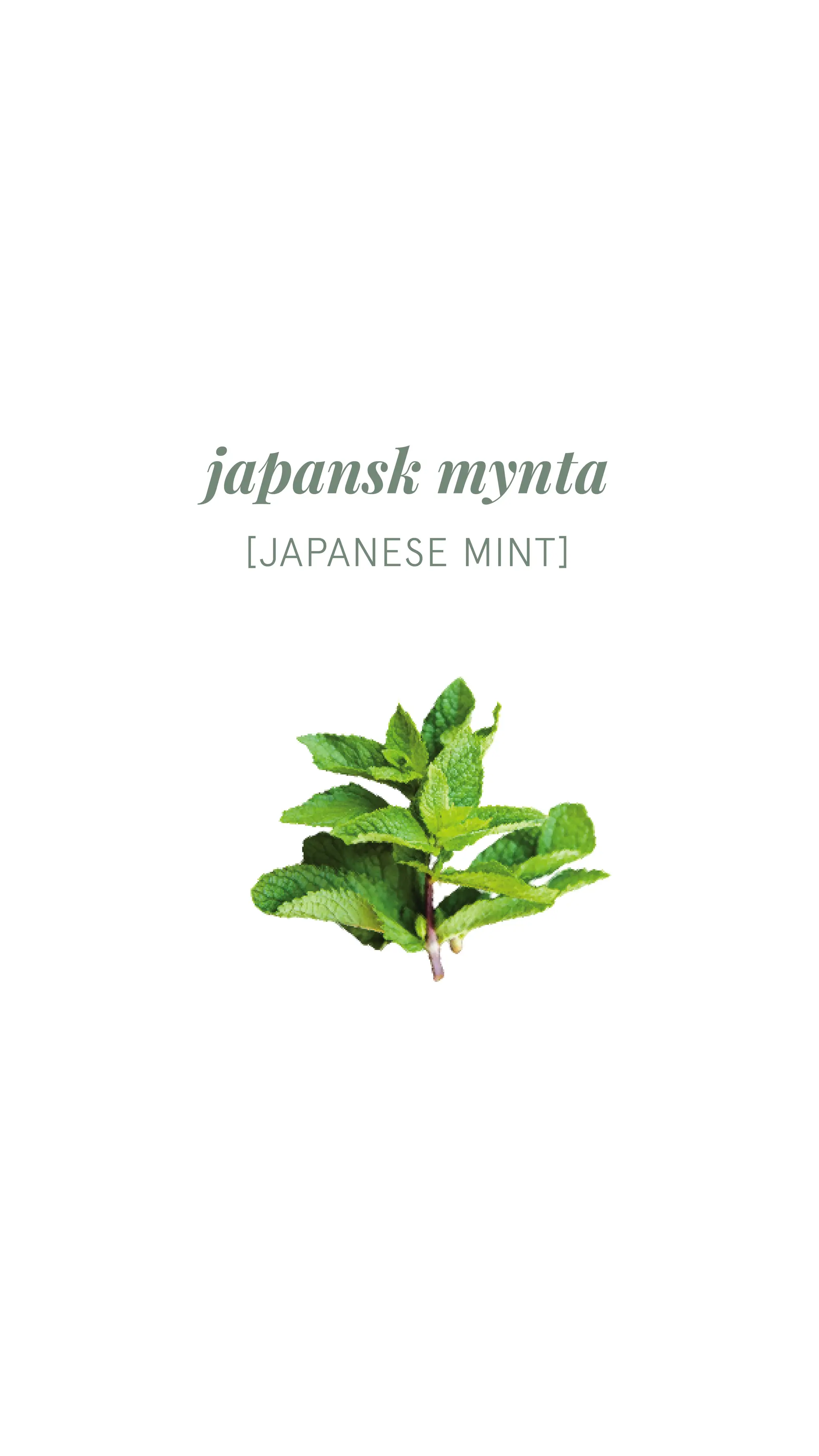 Mint